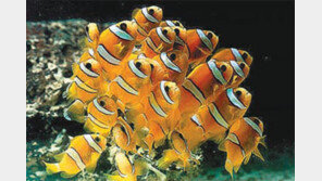 [제주]제주 열대 관상어 수출길 연다 