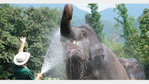 [수도권]서울동물원 ‘여름나기 작전’ 돌입