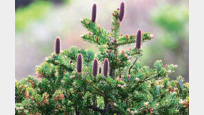 [제주]한라산 구상나무 군락 52개 분포