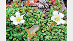 [제주]“한라산 암매를 지켜주세요”