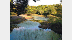 [제주]제주 ‘동백동산 곶자왈’ 람사르 습지 등록 추진