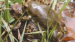 [수도권]멸종위기 한강 ‘맹꽁이’ 보호에 서울시민 초대 