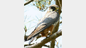 [수도권]멸종위기 여름철새 ‘새홀리기’ 아차산서 발견