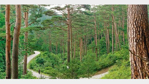 [김화성 전문기자의 &joy] 울진 금강소나무숲길 걷기