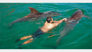 [제주]“돌고래 등에 올라 함께 수영해요”