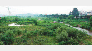 [수도권]고양시장, 국고 수백억 지원 창릉천 복원사업 포기