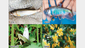 [수도권]청계천 복원 5년… 먹이사슬도 부활