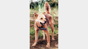 [제주]‘제주견’ 천연기념물 추진