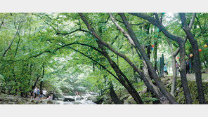 [강원]차령산맥을 따라서<15>계룡산