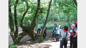 [제주]‘껴안고 있는 나무’ 사진촬영 명소로