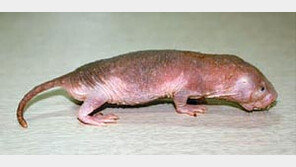 [수도권]남아공 ‘벌거숭이 두더지쥐’ 어린이대공원 국내 첫 공개