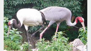 [수도권]서울대공원 두루미-큰두루미 한 쌍, 암컷끼리 사랑?