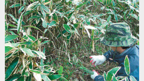 [제주]“생태계 파괴 제주조릿대를 건강기능식품 원료로”