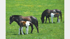 [제주]지구력 뛰어난 ‘한국형 승용마’ 탄생