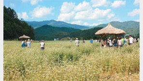 [강원][충북][주말,떠나요!]아, 메밀꽃 필 무렵에