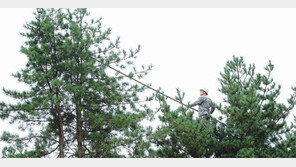[수도권]10년만의 최대 풍작… 가평 잣 수확 한창