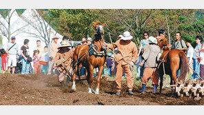 [제주]“입춘굿-제주마축제를 제주 대표축제로”
