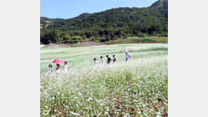 [충북]주말떠나요/메밀 꽃바다에 풍덩… 한지공예 재미에 푹