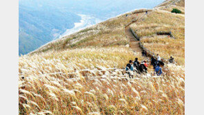 [강원]주말 떠나요/민둥산 억새의 바다로 초대