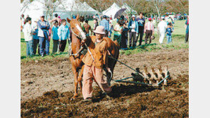 [제주]“제주말 100마리 퍼레이드 장관이네”