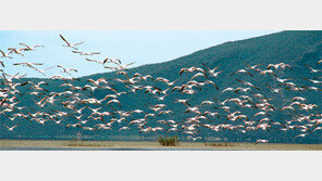 <5> Ichkeul National Park, A Haven for Migratory Birds