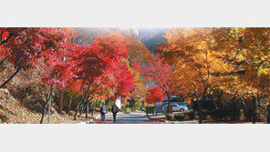 [수도권]붉게 물든 가을, 어디서 만나볼까