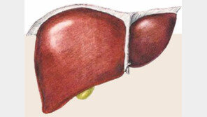 [헬스&뷰티]10월 20일은 간의 날… 간에 대해 얼마나 아십니까