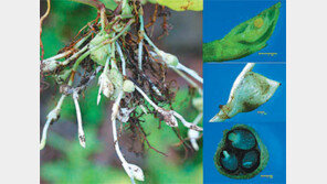 [제주]‘땅속에서 피는 꽃’ 제주서 발견