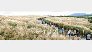 [제주]바람따라 산굼부리… 낭만따라 따라비오름… 제주는 억새물결
