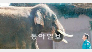 [수도권]에버랜드 ‘말하는 코끼리’