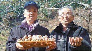 [한국의 새 명품 먹을거리]<11> 충북 영동 ‘갱골농원’ 유기농 호두