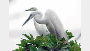 [수도권]김포공항 주변 백로 올 409마리 희생