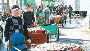 [강원]도루묵 풍어