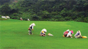 [제주]無농약 선언 골프장 운영난… 제주도 지원협의체 만들기로