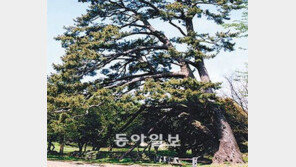 [제주]제주 산천단 ‘곰솔’ 수술 받는다