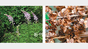 [수도권]연평도에서 국내 미기록 식물 발견