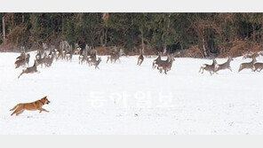 [제주]들개의 습격… 야생노루 ‘혼비백산’