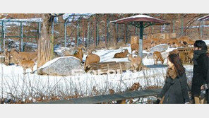 [수도권]‘구제역 괴물’ 피해 숨어있느라 힘들었지?