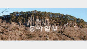 [제주]제주 소나무 숲 점차 고지대로 확산