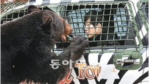 [수도권]겨울 사파리… 맹수와 ‘10cm 코앞 대화’