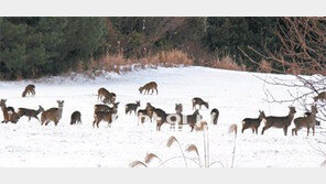 [제주]제주 상징 야생 노루가 유해조수?