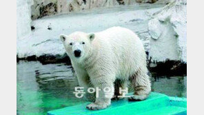 [수도권]러 북극곰 커플 서울동물원 ‘이민’
