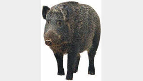 [제주]한라산 멧돼지 조심하세요