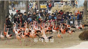 [수도권]홍학들의 봄 나들이… “우리 춤 좀 보실래요”