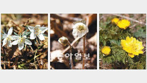 [제주]“봄이 왔나봐…” 수줍은 듯 고개 내민 ‘봄 전령 삼총사’