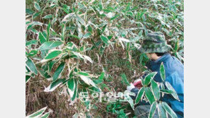 [제주]애물단지 제주조릿대 ‘효자’됐네