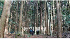 [제주]법정사∼돈내코계곡 9km… ‘한라산 둘레길’ 1구간 가보니