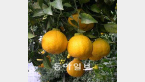 [제주]한라봉보다 당도 15% 높은 ‘탐나봉’ 개발