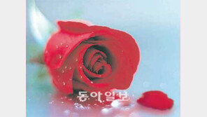 장미, 슬픈 미소