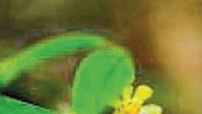 [제주]멸종위기 제주 ‘탐라란’ 자생지에 복원 이식